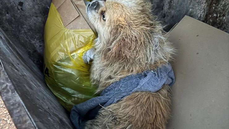 Ayaklarını bağladığı köpeği çöp konteynerine attı; o anlar kamerada Ayaklarını bağladığı köpeği çöp konteynerine attı; o anlar kamerada