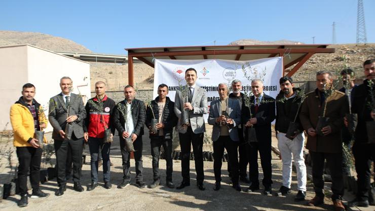 Hasankeyf'te 120 çiftçiye 10 bin zeytin fidanı dağıtıldı Hasankeyf'te 120 çiftçiye 10 bin zeytin fidanı dağıtıldı