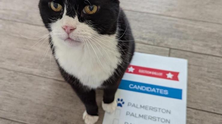 Bermuda’nın ‘kedi ilişkileri danışmanı’, seçimlerde oy kullandı Bermuda’nın ‘kedi ilişkileri danışmanı’, seçimlerde oy kullandı