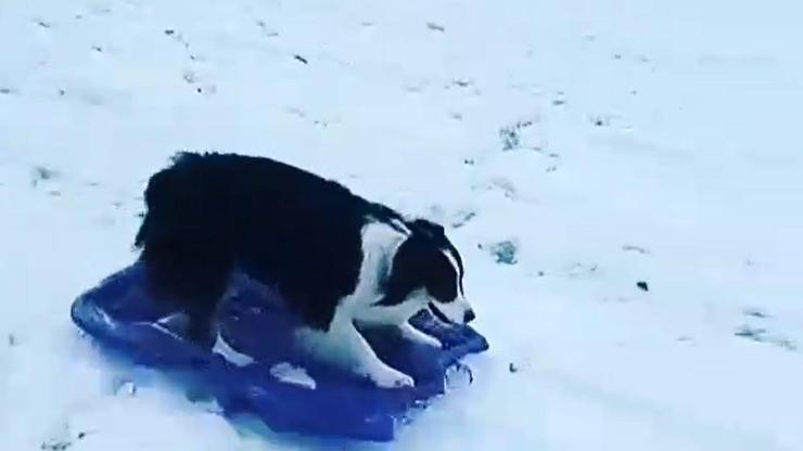 Köpek kızağa binerek kaydı Köpek kızağa binerek kaydı