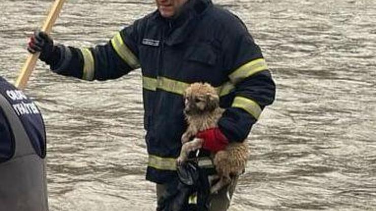 Dere yatağında mahsur kalan yavru köpeği itfaiyeciler kurtardı Dere yatağında mahsur kalan yavru köpeği itfaiyeciler kurtardı