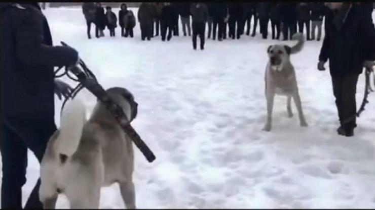 Erzurum'da köpek dövüştüren 2 kişiye yasal işlem Erzurum'da köpek dövüştüren 2 kişiye yasal işlem
