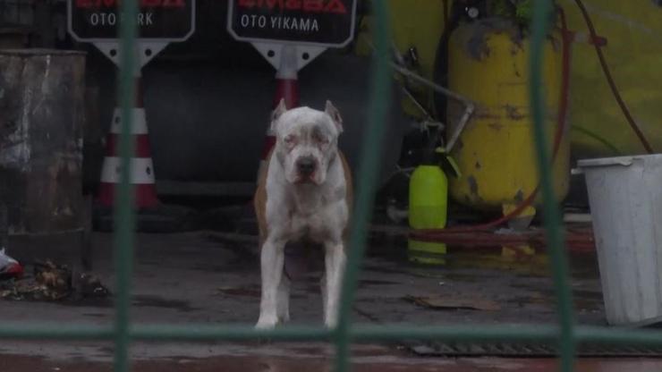 İstanbulda pitbull dehşeti Sahibine ve arkadaşına saldırdı