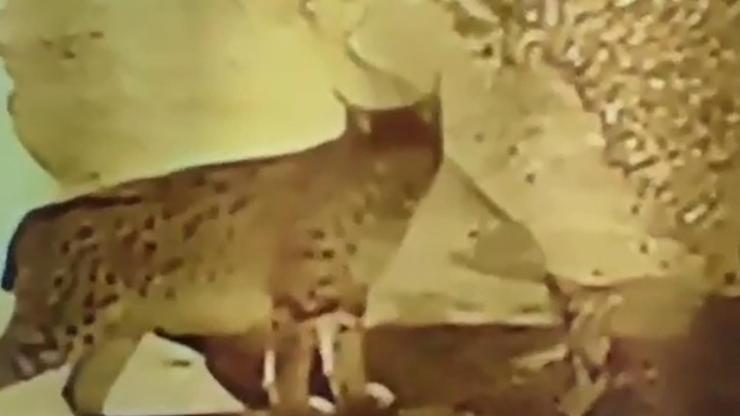 Köye inip, yiyecek arayan vaşak kamerada