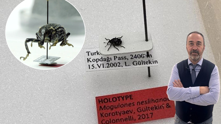 Türk Profesör, Kop Dağı’nda Keşfettiği Yeni Böcek Türünü Eşinin İsmiyle Bilim Dünyasına Kazandırdı