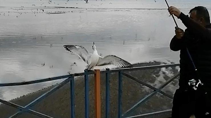 Oltasına balık yerine martı takıldı