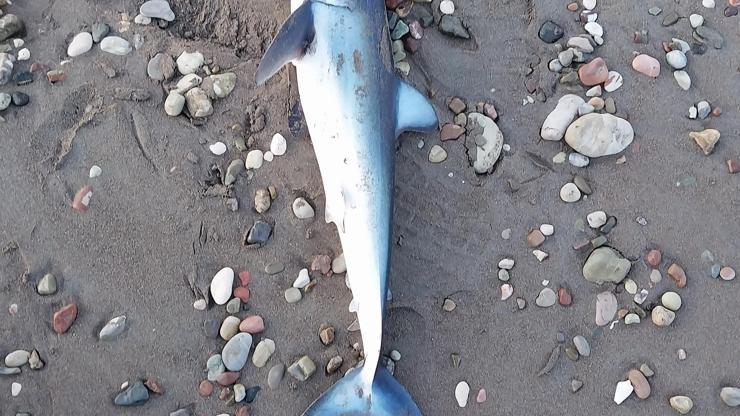 Köpek balığı ölüsü sahile vurdu
