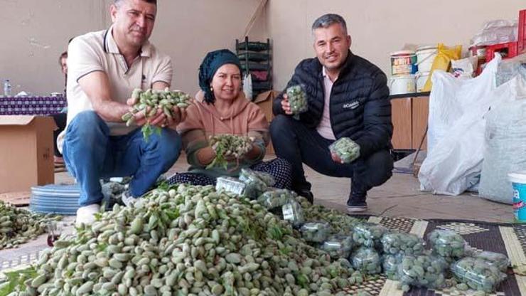 İlk hasat bin liradan satılmıştı: Fiyatı düştü
