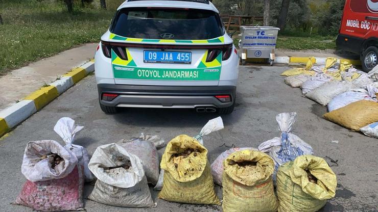 Aydın'da 1 ton 800 kilo salyangozla yakalanan şüpheliye 37 bin TL ceza Aydın'da 1 ton 800 kilo salyangozla yakalanan şüpheliye 37 bin TL ceza