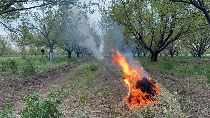 Kayısı Üreticileri Zirai Donla Mücadele Ediyor Kayısı Üreticileri Zirai Donla Mücadele Ediyor