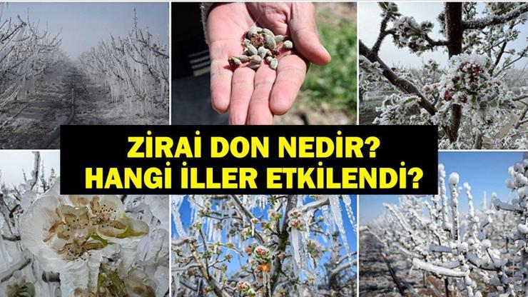 SON DAKİKA ZİRAİ DON: Zirai Don Olan İller Hangileri Zirai Don Nedir, Neden Olur Örtü Altı Meyvecilik Nedir