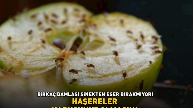 HAŞERELER KABUSUNUZ OLMASIN Hamam böceği, sinek, karınca... Birkaç damlası sinekten eser bırakmıyor