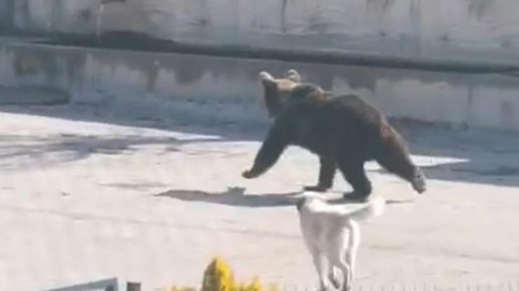 Kış uykusundan uyanıp köye inen ayıyı köpekler kovaladı