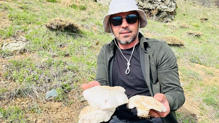 Doğada kendiliğinden yetişen protein deposu 2 bin rakımın üzerinde yetişiyor