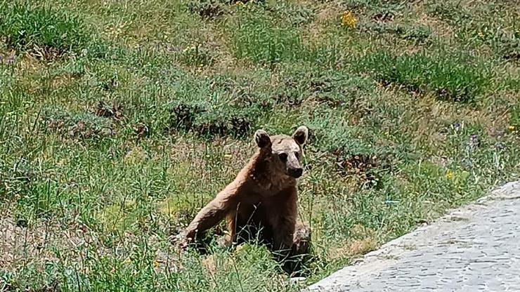 Bitlis Valiliğinden bozayı uyarısı