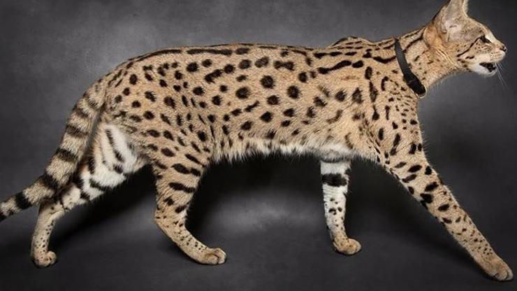 Serval Kedisi Özellikleri Nelerdir Serval Kedisi Bakımı Nasıl Yapılır