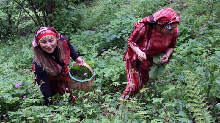 Karadenizin Doğal İlacı Balgam Söktürüyor, Bağırsak, Mide, Şeker Hastalığına İyİ Geliyor Diyet Yapanlar da Bol Bol Tüketiyor Şifa Kaynağı; ‘Kaldirik Otu