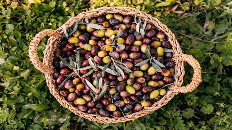 Zeytin Nasıl Yetişir Türkiyede Zeytin En İyi Nerede Yetişir