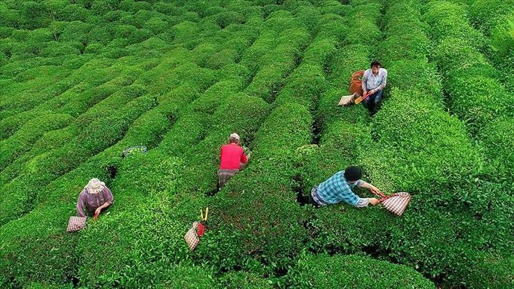 SON DAKİKA: 2025 yaş çay alım fiyatı belli oldu