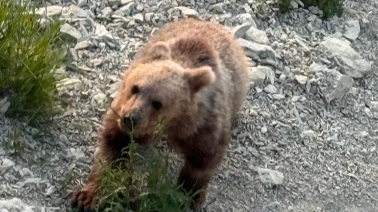 Bartın'da Sahile İnen Yavru Boza
