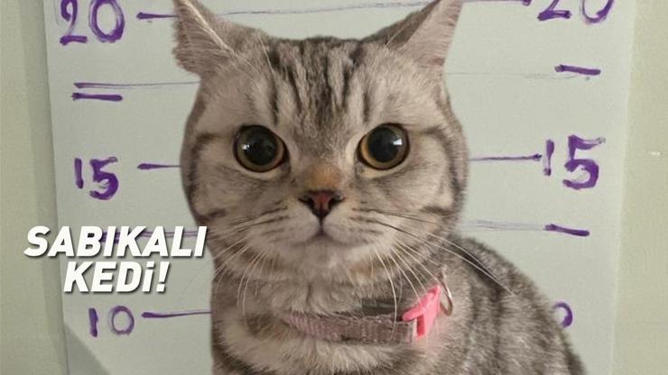 Sosyal medyada viral oldu: Sabıkalı kedi Polisleri ısırdı, pati izi alındı