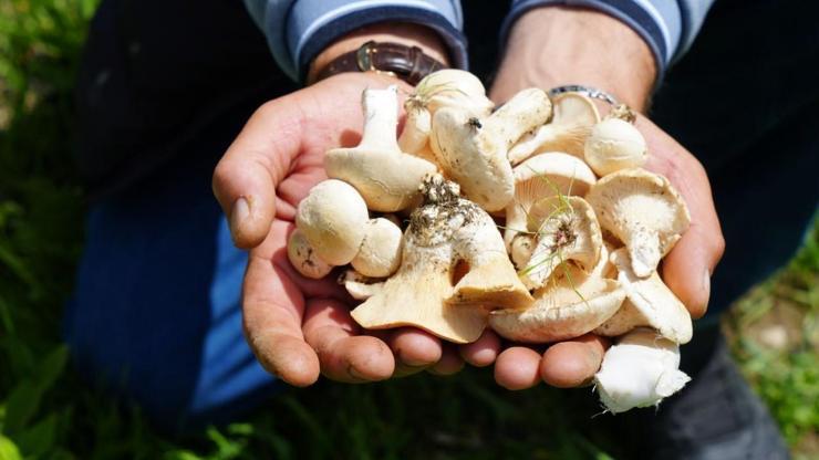 Bin derde deva Dağlardan toplanıyor... Doğal protein deposu Kas ağrılarından sindirim sistemine iyi gelmediği şey yok