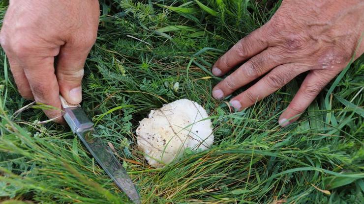Bedava Protein Doğadan Elleriyle Tek Tek Topluyorlar