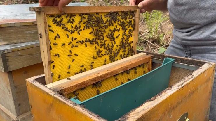 Karadeniz’in Yüksek Kesimlerinde Üretiliyor Adeta Doğal Antibiyotik... Faydası Say Say Bitmiyor Ama Tüketirken Dikkat