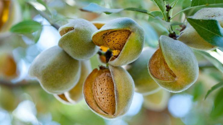 Badem Nasıl Yetişir Türkiyede Badem En İyi Nerede Yetişir