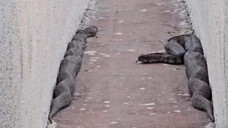 Mahalleli tedirgin Sitede yılan paniği