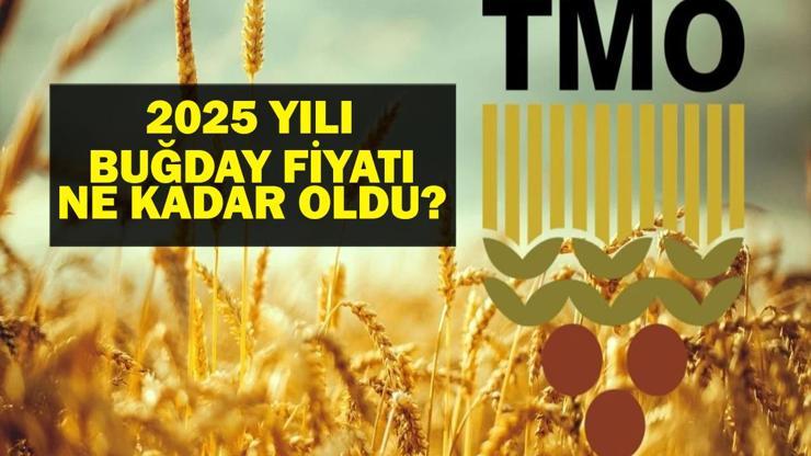 TMO BUĞDAY FİYATLARI 2025: Hububat ve Buğday Alım Fiyatları Ne Kadar Oldu Bu Yıl Arpa ve Buğday Ton Fiyatı Ne Kadar Oldu