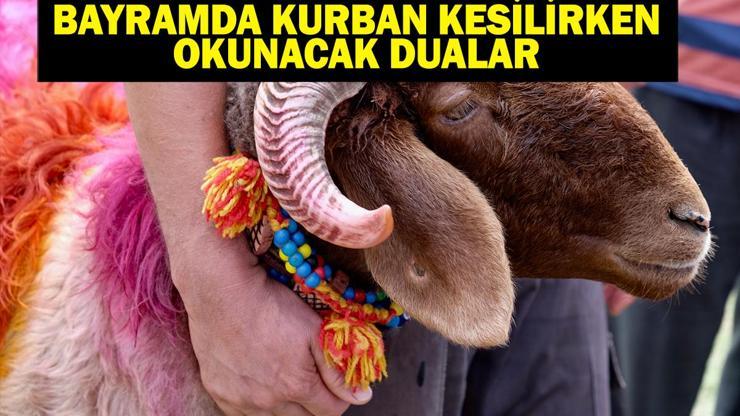 KURBAN KESİLİRKEN OKUNACAK DUA: Kurban Bayramında Kurban Kesilirken Hangi Dualar Okunur, Nasıl Kesilir Kurban Kesimi Adabı: Dualar, Niyet ve Dini Hükümler