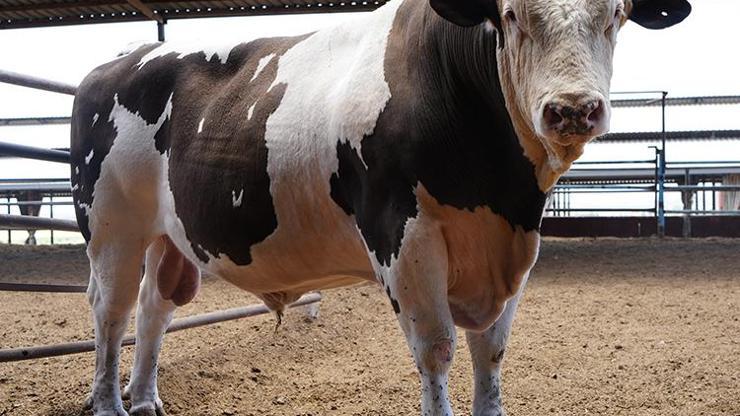 Türkiye’nin en büyüğü: 1.6 tonluk ‘Fıstık | Fiyatı dudak uçuklattı