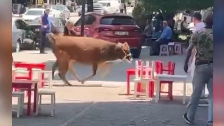 Maraton erken başladı: Sahibinin elinden kaçan kurbanlık mahalleyi peşine taktı