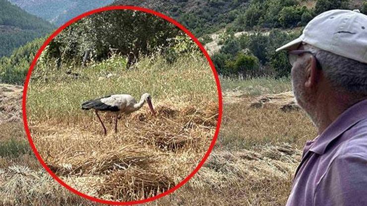 ‘Garip’ leylek, hasat zamanı yine geldi 15 yıldır çiftçilerin gönlünde taht kurdu: “Torunlarım gelmiş gibi mutlu oluyorum”