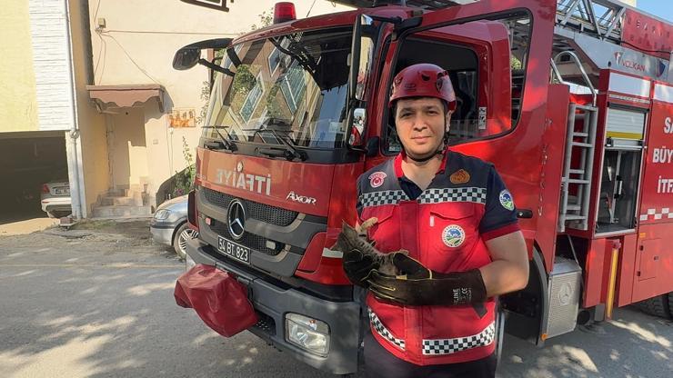 Ağaçta iki gün mahsur kalan kedi yavrusunu itfaiye ekipleri kurtardı Ağaçta iki gün mahsur kalan kedi yavrusunu itfaiye ekipleri kurtardı