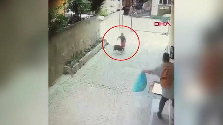 Tasmasız pitbull 7 yaşındaki çocuğa saldırdı
