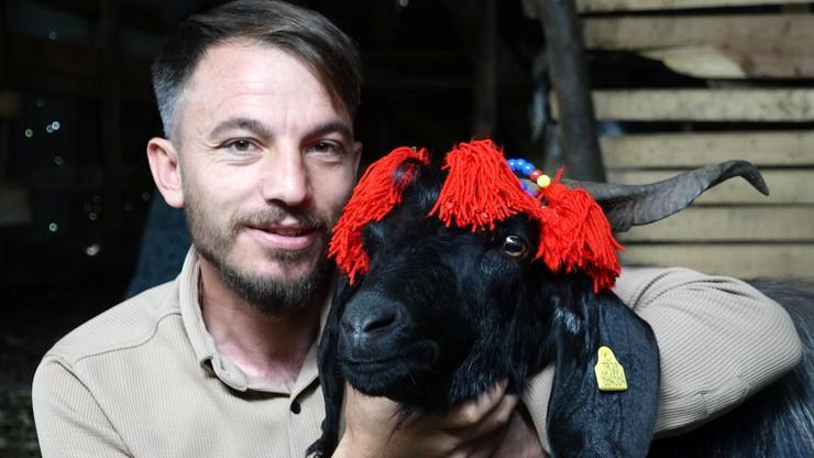 Keçi inadı, Şanslı’yı hayatta tuttu; kurbanlığını kesmeye kıyamadı