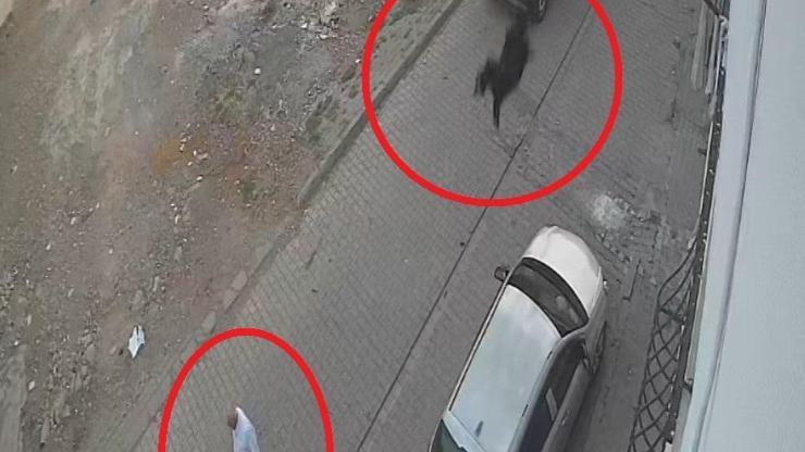 Kesilmek isterken kaçan keçi damdan düştü; o anlar kamerada