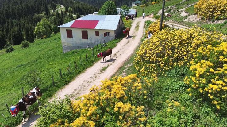 Karadeniz’de Asırlardır Yaşatılan Gelenek Türkülü, Manili Yayla Göçünden Renkli Görüntüler