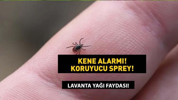 KENE KOVUCU SPREY Bu karışım keneleri uzaklaştırıyor Keneye karşı doğal çözüm, etkili ilaç