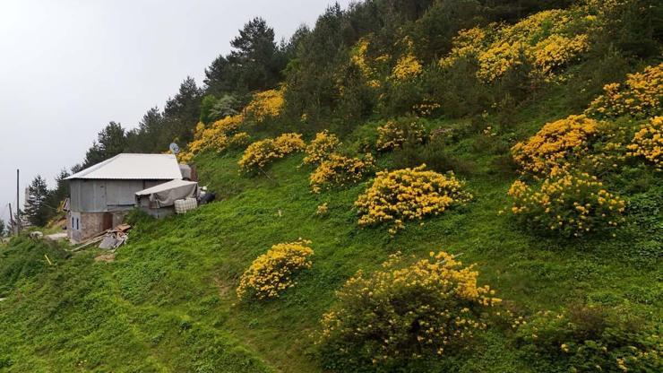 Zigana Dağını Adeta Kucaklıyor Sarı Zifin Çiçekleri Ziganayı Renklendirdi... İşte O Manzara