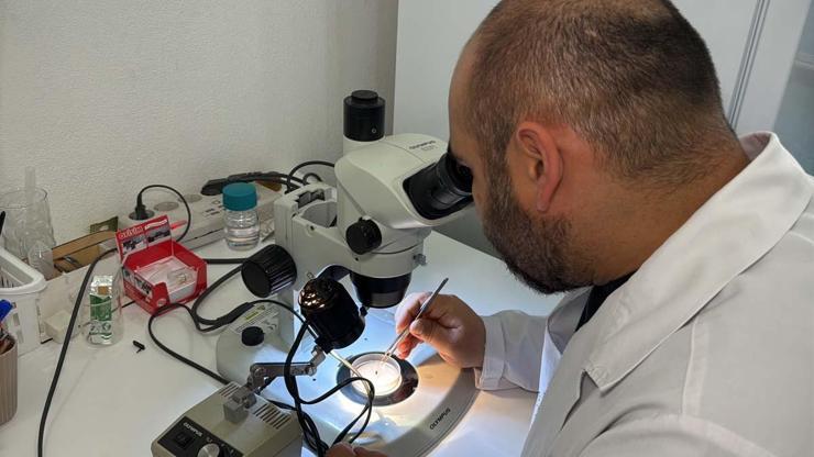 Türkiyede Son 15 Yılda 10 Farklı Kene Türü Tespit Edildi Uzmanı Artış Sebebini Açıkladı Peki İnsan Sağlığı Açısından Risk Var mı