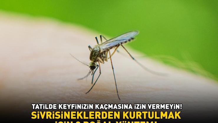 Yaz aylarının korkulu rüyası sivrisineklerden kurtulmak için 3 doğal yöntem Vücut ve ev için özel formül 4 malzeme ile hazırlanıyor