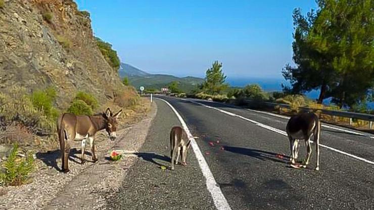 Muğla'da kara yolu çevresindeki yabani eşekler toplanıyor Muğla'da kara yolu çevresindeki yabani eşekler toplanıyor