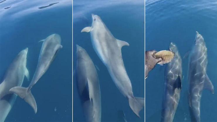 Bartında yunuslar balıkçı teknesine eşlik etti