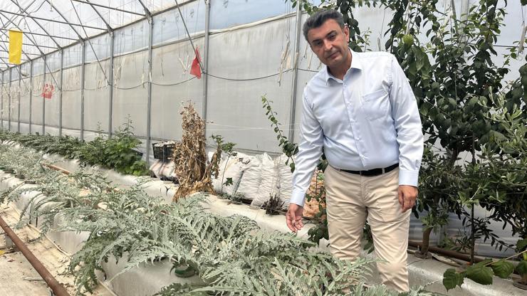 Volkanik cüruf ile topraksız tarım yapılıyor Volkanik cüruf ile topraksız tarım yapılıyor