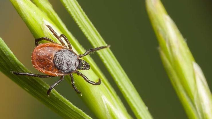 Uzmanından önemli uyarı: KKKA virüsü bulaşan 100 kişiden 5i hayatını kaybediyor