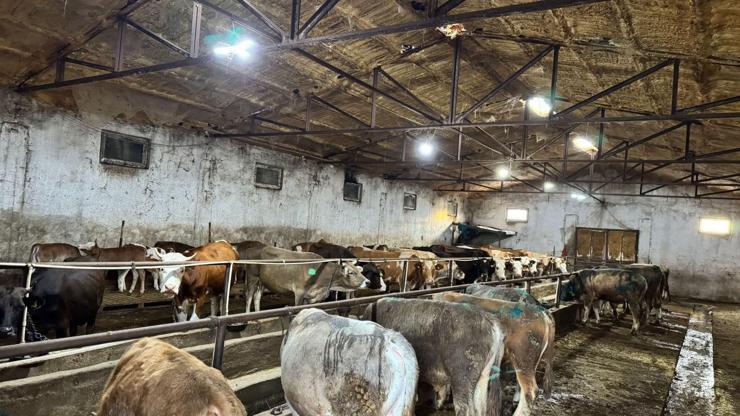 Giresun’da ahırda çıkan yangında 9 büyükbaş öldü