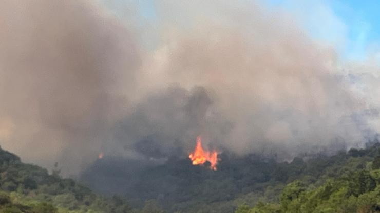 Kocaeli'de orman yangını
